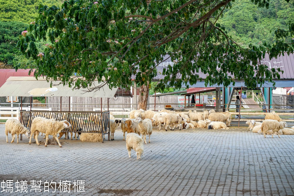 華欣綿羊農場SWISS SHEEP FARM