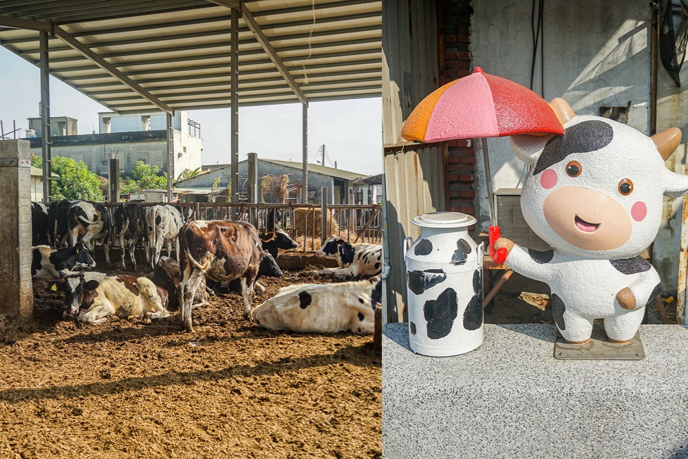 岡聯牧場 | 秀水旅遊推薦，親子餵牛體驗農場