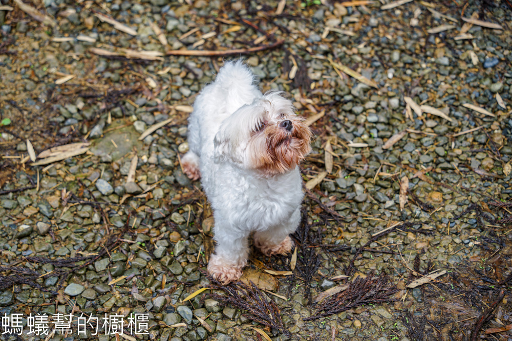 草嶺石壁森林木馬古道 | 雲林古坑「植語食」品在地食材。