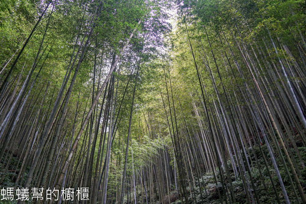 草嶺石壁森林木馬古道 | 雲林古坑「植語食」品在地食材。