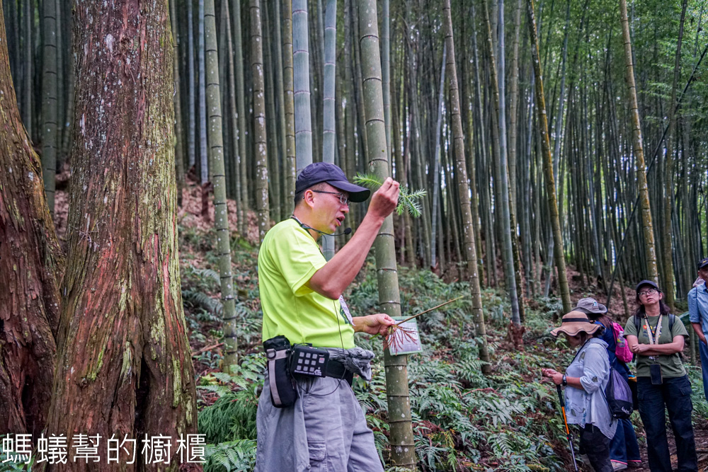 草嶺石壁森林木馬古道 | 雲林古坑「植語食」品在地食材。