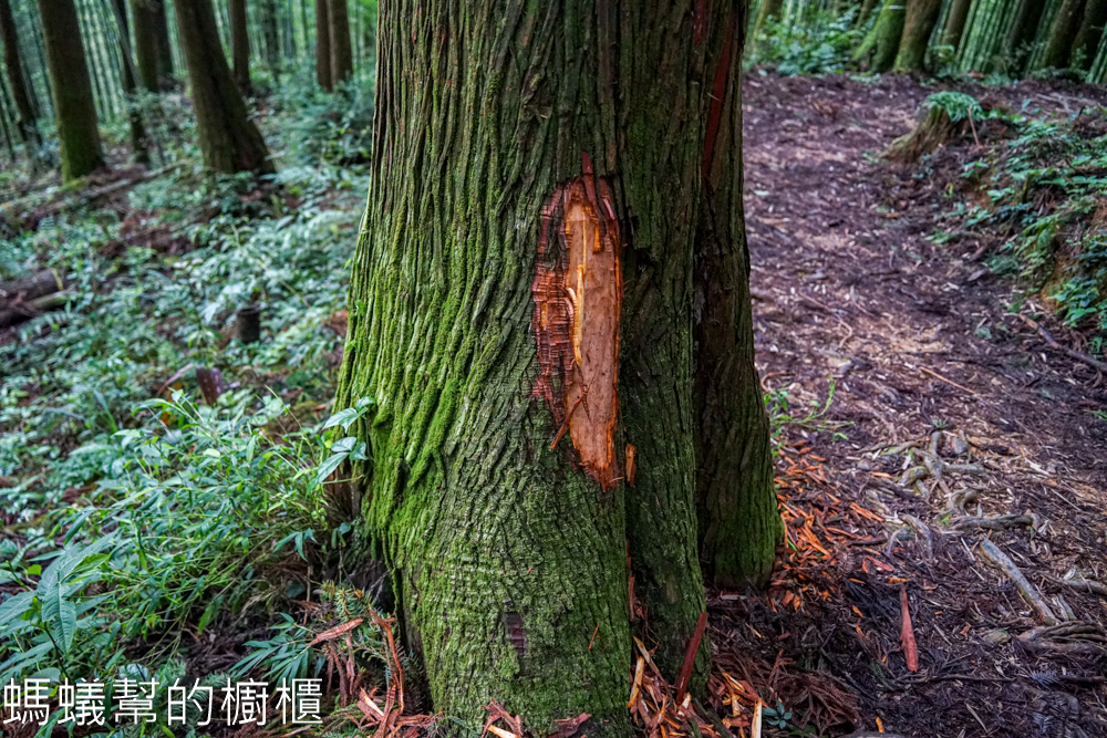 草嶺石壁森林木馬古道 | 雲林古坑「植語食」品在地食材。
