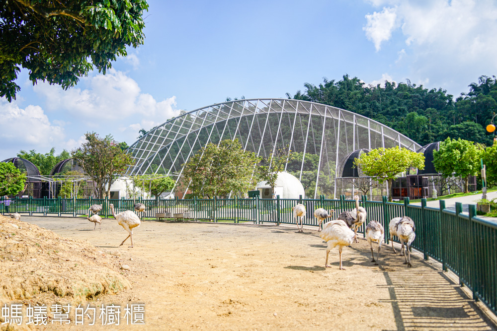 九九峰動物樂園 | 南投草屯珍稀鳥類動物園，可愛水豚、土撥鼠。