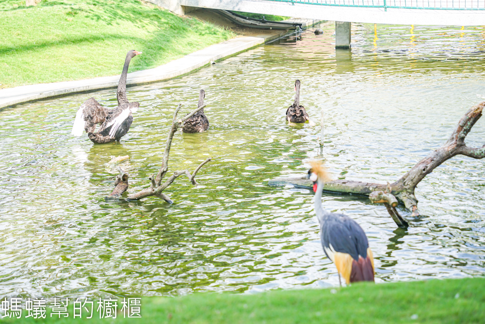 九九峰動物樂園 | 南投草屯珍稀鳥類動物園，可愛水豚、土撥鼠。