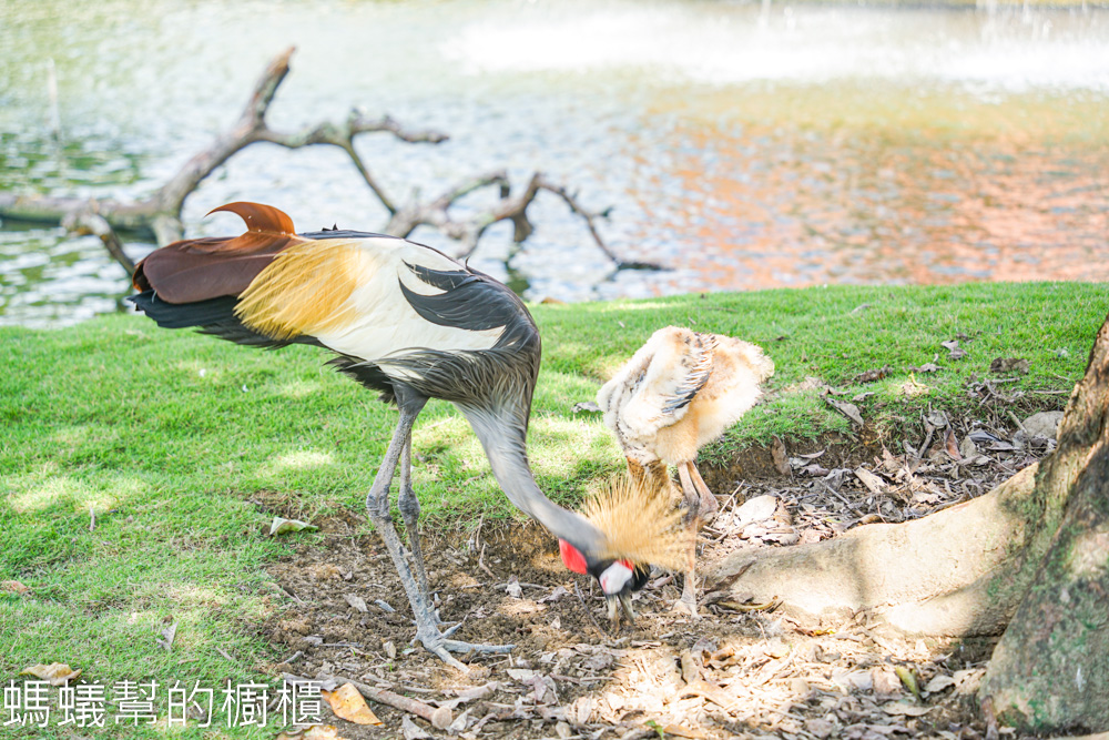 九九峰動物樂園 | 南投草屯珍稀鳥類動物園，可愛水豚、土撥鼠。