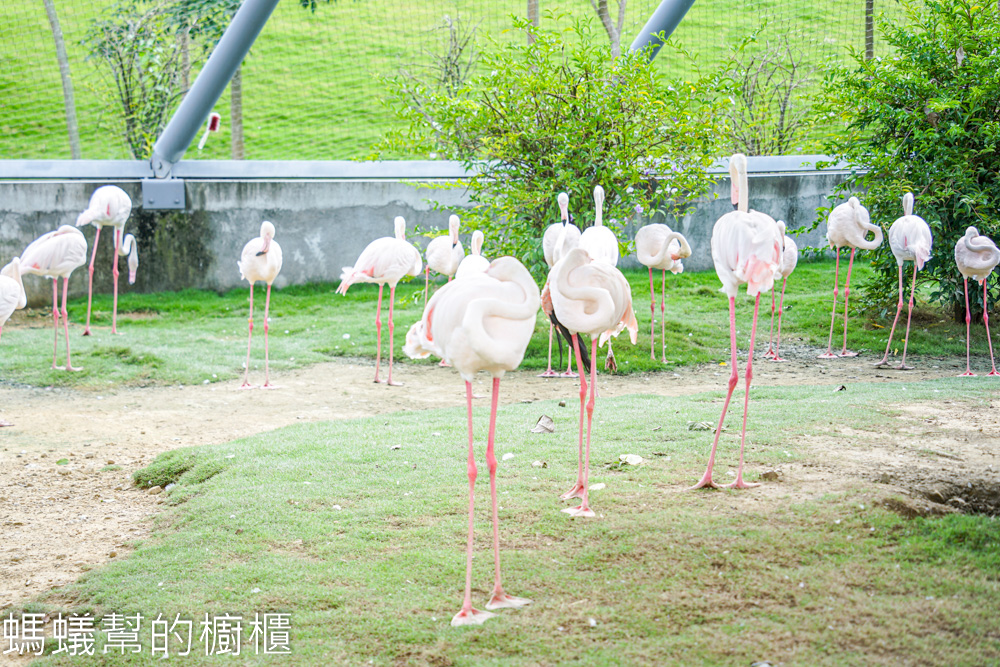 九九峰動物樂園 | 南投草屯珍稀鳥類動物園，可愛水豚、土撥鼠。