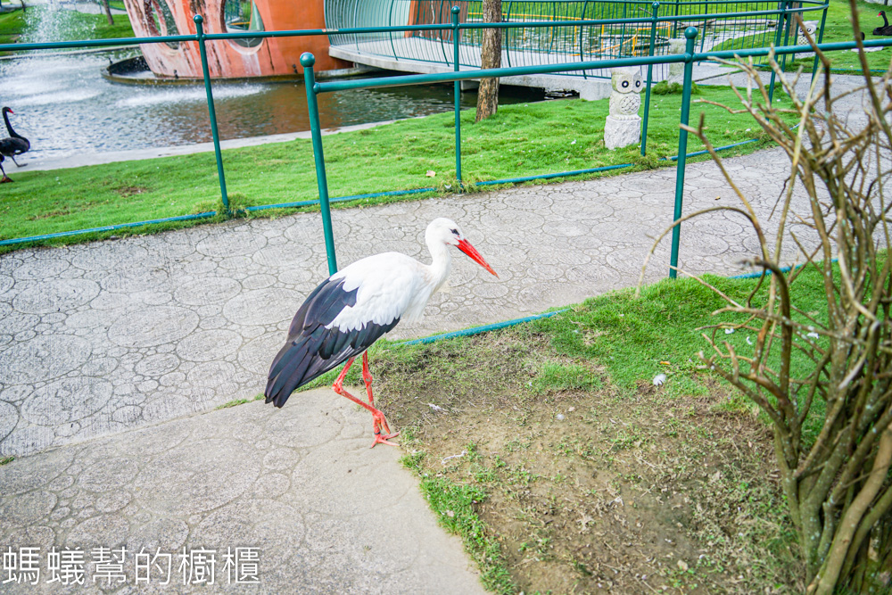 九九峰動物樂園 | 南投草屯珍稀鳥類動物園，可愛水豚、土撥鼠。