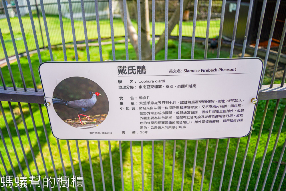 九九峰動物樂園 | 南投草屯珍稀鳥類動物園，可愛水豚、土撥鼠。