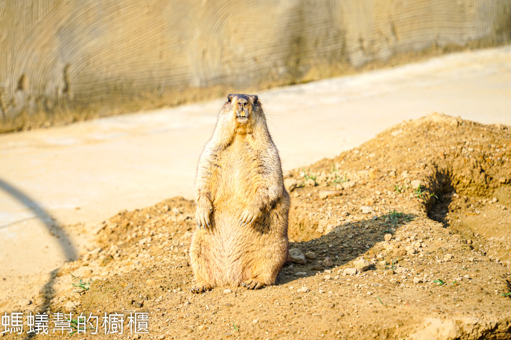 九九峰動物樂園 | 南投草屯珍稀鳥類動物園，可愛水豚、土撥鼠。