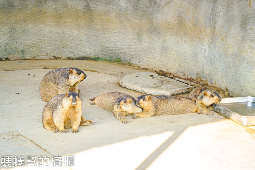 九九峰動物樂園 | 南投草屯珍稀鳥類動物園，可愛水豚、土撥鼠。