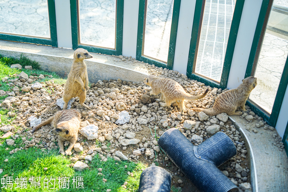 九九峰動物樂園 | 南投草屯珍稀鳥類動物園，可愛水豚、土撥鼠。