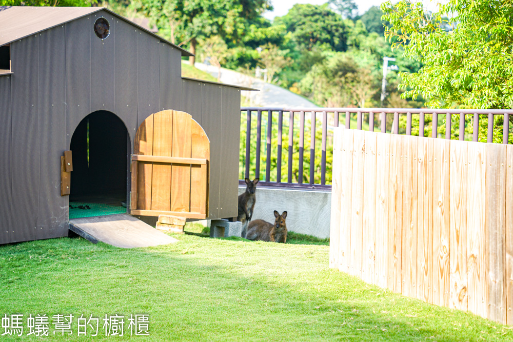 九九峰動物樂園 | 南投草屯珍稀鳥類動物園，可愛水豚、土撥鼠。