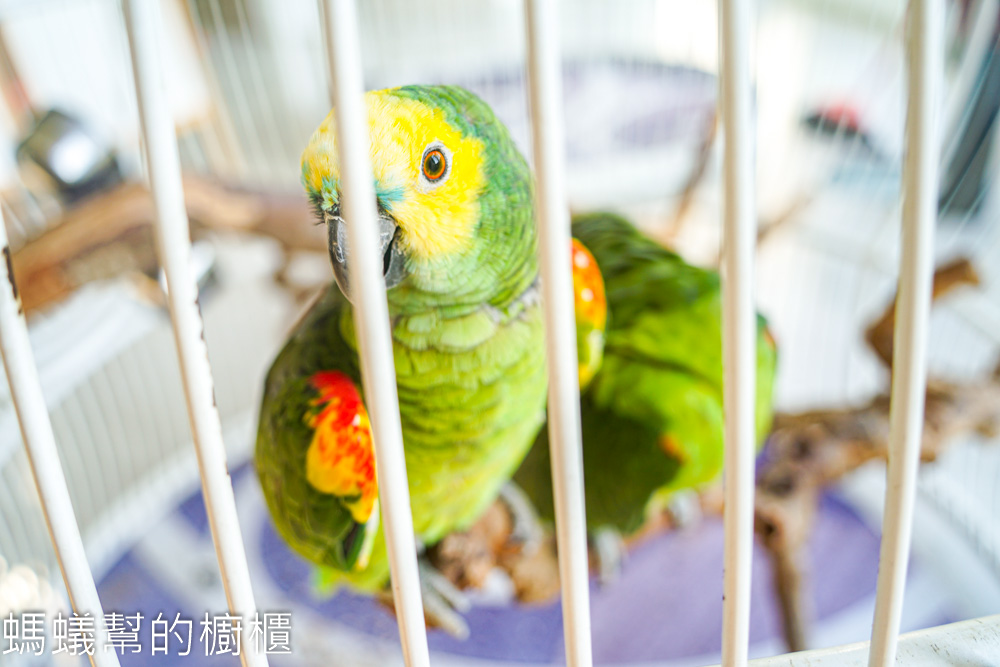 九九峰動物樂園 | 南投草屯珍稀鳥類動物園，可愛水豚、土撥鼠。