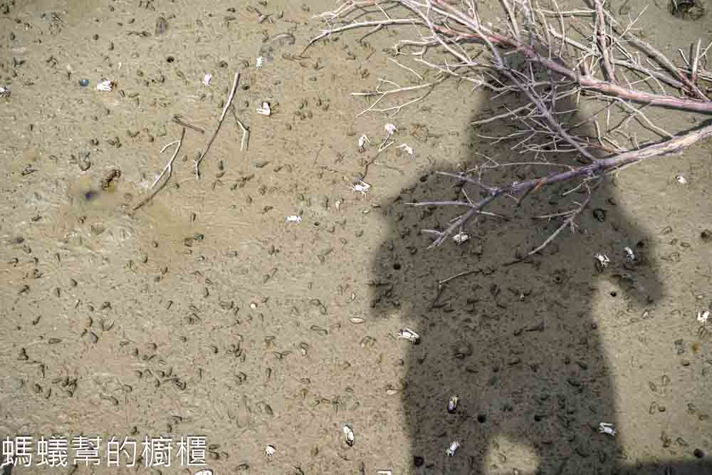 扇形鹽田(生命之樹)