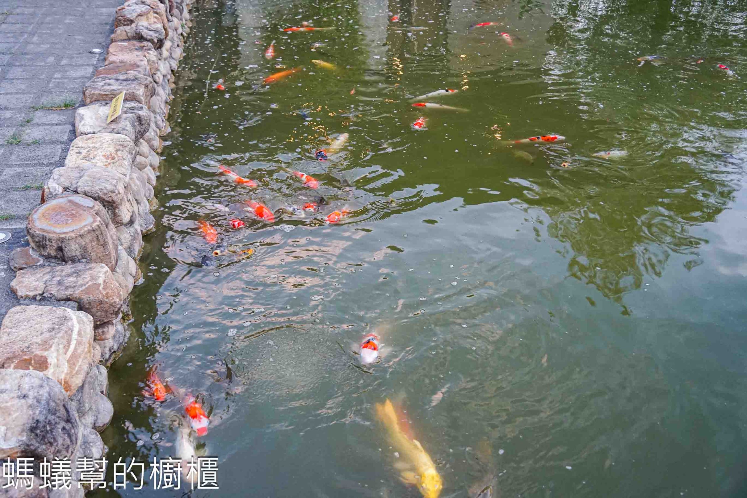 田中央豚將拉麵 | 彰化田中獨棟拉麵店有鳥居跟錦鯉池